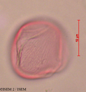 ISEM 2/Potentilla_cinerea_28436/Potentilla_cinerea_28436_0001(copy)_thumb.jpg
